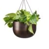 Epipremnum Aureum - Golden Pothos -Plant potted plants Epipremnum aureum Golden Pothos 20x40cm Mayfair Hanging Plant Pot Mocha 30x21cm 2 3814d976 ffba 408e b690 ffdc49c3a35b