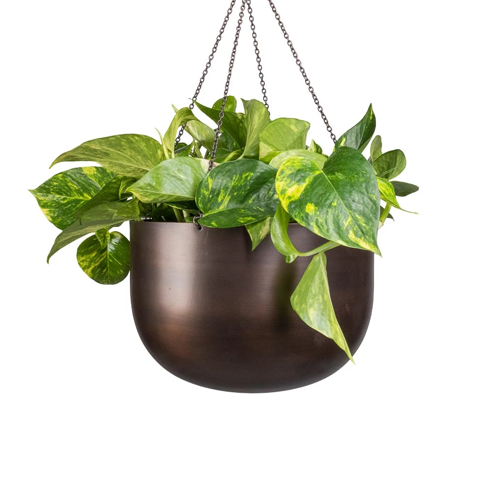 Epipremnum Aureum - Golden Pothos 3 Epipremnum Aureum - Golden Pothos