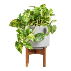 Vigo Plant Pot With Wooden Stand - Concrete Grey -Plant potted plants Epipremnum aureum Golden Pothos 20x40cm Vigo Plant Pot with Wooden Stand Concrete Grey 24x33cm