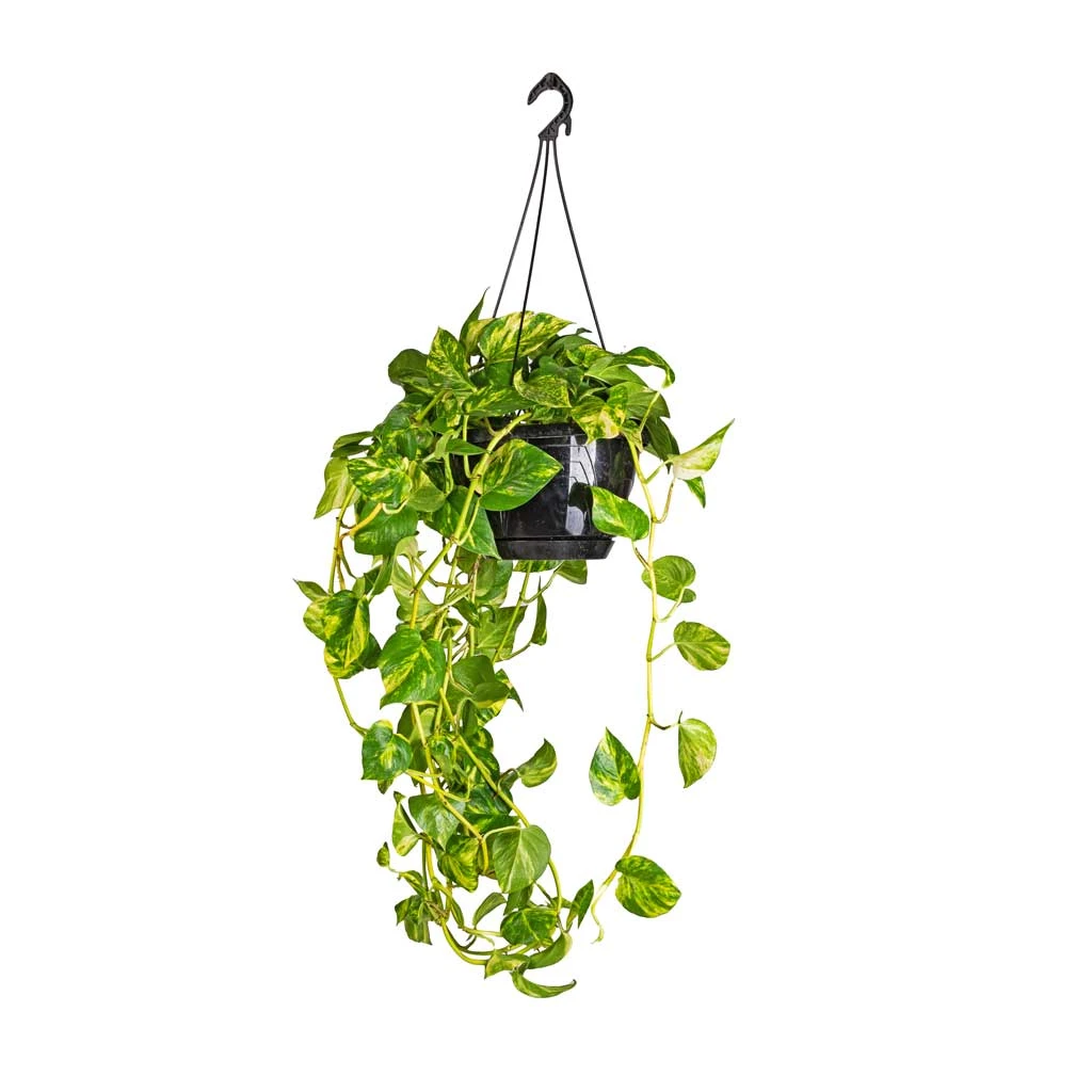 Epipremnum Aureum - Golden Pothos 14 Epipremnum Aureum - Golden Pothos - Image 12