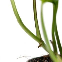 Epipremnum Aureum - Golden Pothos 41 Epipremnum Aureum - Golden Pothos -Plant potted plants Epipremnum aureum Golden Pothos Aerial Root