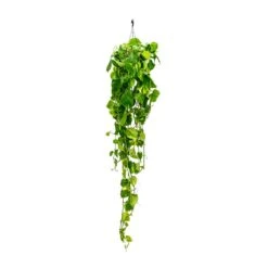 Epipremnum Aureum - Golden Pothos 35 Epipremnum Aureum - Golden Pothos -Plant potted plants Epipremnum aureum Golden Pothos Long Trails