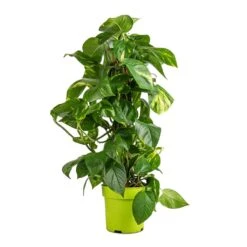 Epipremnum Aureum - Golden Pothos - Moss Pole -Plant potted plants Epipremnum aureum Golden Pothos Moss Pole 17x60cm