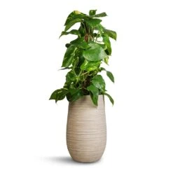 Dune Partner Planter - Oat -Plant potted plants Epipremnum aureum Golden Pothos Moss Pole 17x60cm Dune Partner Planter Oat 25x40cm 54906bad 14c3 41ce a26c e13d5fc725b9