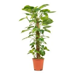 Epipremnum Aureum - Golden Pothos - Moss Pole -Plant potted plants Epipremnum aureum Golden Pothos Moss Pole 19x90cm