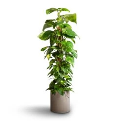 Max Refined Planter - Clouded Grey -Plant potted plants Epipremnum aureum Golden Pothos Moss Pole 24x120cm Max Refined Planter Clouded Grey 29x29.5cm f21335a2 694a 468c 996a db45501a5296