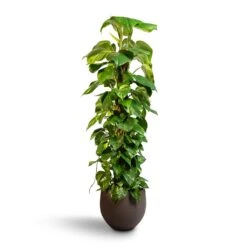 Epipremnum Aureum - Golden Pothos - Moss Pole -Plant potted plants Epipremnum aureum Golden Pothos Moss Pole 24x120cm Mini Orb Kevan Plant Pot Ash Brown 32x28cm 8a081cd4 c511 43b3 847a 3250e8bc3c6f