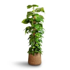 Patt Plant Pot - Straw Grass -Plant potted plants Epipremnum aureum Golden Pothos Moss Pole 24x120cm Patt Plant Pot Straw Grass 35x30cm edc1b824 4d79 4e81 ab4c 7b85037d384f