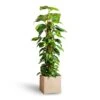 Epipremnum Aureum - Golden Pothos - Moss Pole 1 Epipremnum Aureum - Golden Pothos - Moss Pole -Plant potted plants Epipremnum aureum Golden Pothos Moss Pole 24x120cm Raindrop Cube Planter Stone 30x30x27cm