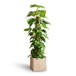 Raindrop Cube Planter - Stone 21 Raindrop Cube Planter - Stone -Plant potted plants Epipremnum aureum Golden Pothos Moss Pole 24x120cm Raindrop Cube Planter Stone 30x30x27cm 25ab2f0c 2121 4b5a b2ea c3e4d4028914