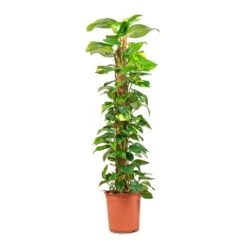 Epipremnum Aureum - Golden Pothos - Moss Pole -Plant potted plants Epipremnum aureum Golden Pothos Moss Pole 24x130cm