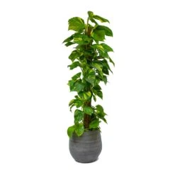 Epipremnum Aureum - Golden Pothos - Moss Pole -Plant potted plants Epipremnum aureum Golden Pothos Moss Pole Esra Mystic Grey Plant Pot 49949b81 8fe8 40a0 afa3 81d7ac525982