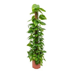 Epipremnum Aureum - Golden Pothos - Moss Pole -Plant potted plants Epipremnum aureum Golden Pothos Moss Pole Tall