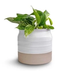 Epipremnum Aureum - Marble Queen Pothos -Plant potted plants Epipremnum aureum Marble Queen Pothos 12x20 Puro Ripple Plant Pot White 17x16cm2 94f2cdcb a0cc 49bd 9073 03f7f3dba1d7