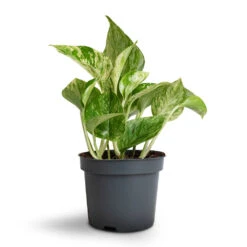 Epipremnum Aureum - Marble Queen Pothos -Plant potted plants Epipremnum aureum Marble Queen Pothos 12x20cm