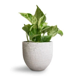 Epipremnum Aureum - Marble Queen Pothos