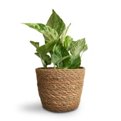 Epipremnum Aureum - Marble Queen Pothos -Plant potted plants Epipremnum aureum Marble Queen Pothos 12x20cm Igmar Plant Basket Natural 15x12cm