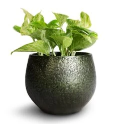 Epipremnum Aureum - Marble Queen Pothos -Plant potted plants Epipremnum aureum Marble Queen Pothos 12x20cm Noor Plant Pot Velvet Green 16x13cm