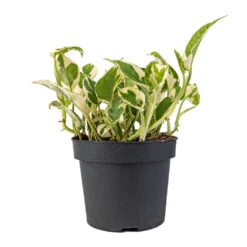 Epipremnum Aureum - NJoy Pothos -Plant potted plants Epipremnum aureum NJoy Pothos 12x15cm