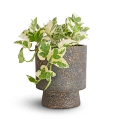Aily Plant Pot - Earth Cement -Plant potted plants Epipremnum aureum NJoy Pothos 12x15cm Aily Plant Pot Anthracite 17x20cm 5b9b2088 d61c 4526 adf5 9d9cefcac705