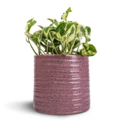 Epipremnum Aureum - NJoy Pothos -Plant potted plants Epipremnum aureum NJoy Pothos 12x15cm Hera Plant Pot Purple 17x16cm