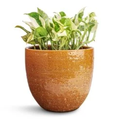 Epipremnum Aureum - NJoy Pothos -Plant potted plants Epipremnum aureum NJoy Pothos 12x15cm Jolin Plant Pot Desert 16x14cm d5f92447 142d 481f 8f55 eadcd83ff4cd