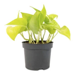 Epipremnum Aureum Neon - Golden Neon Pothos -Plant potted plants Epipremnum aureum Neon Golden Neon Pothos 12x20cm
