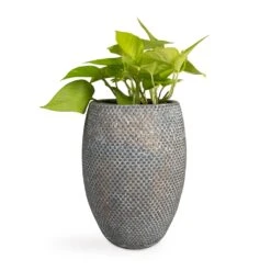 Epipremnum Aureum Neon - Golden Neon Pothos -Plant potted plants Epipremnum aureum Neon Golden Neon Pothos 12x20cm Fay Plant Vase Blue Gold 19x27cm