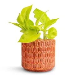 Epipremnum Aureum Neon - Golden Neon Pothos -Plant potted plants Epipremnum aureum Neon Golden Neon Pothos 12x20cm Flor Plant Pot Orange 14x12cm 9f064b1c d966 48a6 be68 b81f0cb9959d