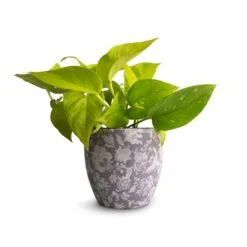 Epipremnum Aureum Neon - Golden Neon Pothos -Plant potted plants Epipremnum aureum Neon Golden Neon Pothos 12x20cm Monza Plant Pot Vintage Grey 13x13cm 58f2d076 2440 4d0c a53a df5f339b5b77