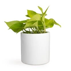 Epipremnum Aureum Neon - Golden Neon Pothos -Plant potted plants Epipremnum aureum Neon Golden Neon Pothos 12x20cm Puk Planter Glossy White 15x15cm