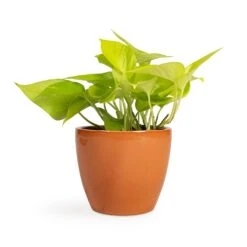 Epipremnum Aureum Neon - Golden Neon Pothos -Plant potted plants Epipremnum aureum Neon Golden Neon Pothos 12x20cm Sven Plant Pot Mandarin 15x12cm