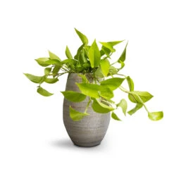 Noor Plant Vase - Metallic Grey -Plant potted plants Epipremnum aureum Neon Golden Neon Pothos 15x40cm Noor Plant Vase Metallic Grey 23x36cm
