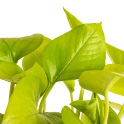 Epipremnum Aureum Neon - Golden Neon Pothos -Plant potted plants Epipremnum aureum Neon Golden Neon Pothos DETAIL 2
