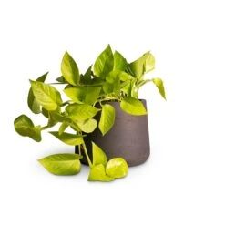 Epipremnum Aureum Neon - Golden Neon Pothos -Plant potted plants Epipremnum aureum Neon Golden Neon Pothos15x40cm Patt Plant Pot Black Washed 20x17cm