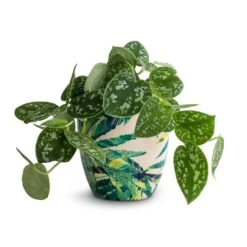 Epipremnum Pictum Argyraeus - Satin Pothos 21 Epipremnum Pictum Argyraeus - Satin Pothos -Plant potted plants Epipremnum pictum Argyraeus Satin Pothos 12x20cm Monza Plant Pot Botanical Fern 13x13cm