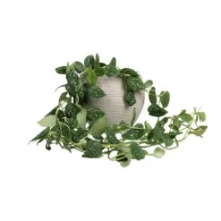 Epipremnum Pictum Argyraeus - Satin Pothos 26 Epipremnum Pictum Argyraeus - Satin Pothos -Plant potted plants Epipremnum pictum Argyraeus Satin Pothos 15x40cm Abby Ball Plant Pot Ridged Cement 23x20cm