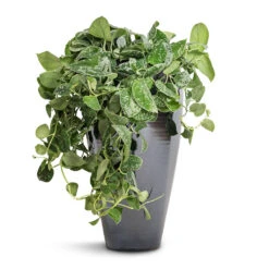 Epipremnum Pictum Argyraeus - Satin Pothos 28 Epipremnum Pictum Argyraeus - Satin Pothos -Plant potted plants Epipremnum pictum Argyraeus Satin Pothos 15x40cm Amora Plant Vase Anthracite Mirror 23x45cm