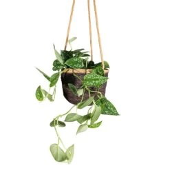 Epipremnum Pictum Argyraeus - Satin Pothos 25 Epipremnum Pictum Argyraeus - Satin Pothos -Plant potted plants Epipremnum pictum Argyraeus Satin Pothos 15x40cm Igmar Hanging Plant Basket Grey 17x14cm
