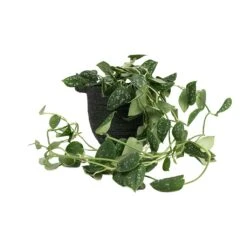 Epipremnum Pictum Argyraeus - Satin Pothos 32 Epipremnum Pictum Argyraeus - Satin Pothos -Plant potted plants Epipremnum pictum Argyraeus Satin Pothos 15x40cm Nelis Plant Basket Green 19x17cm 01520977 2779 4c36 948a 42d72a032d8d
