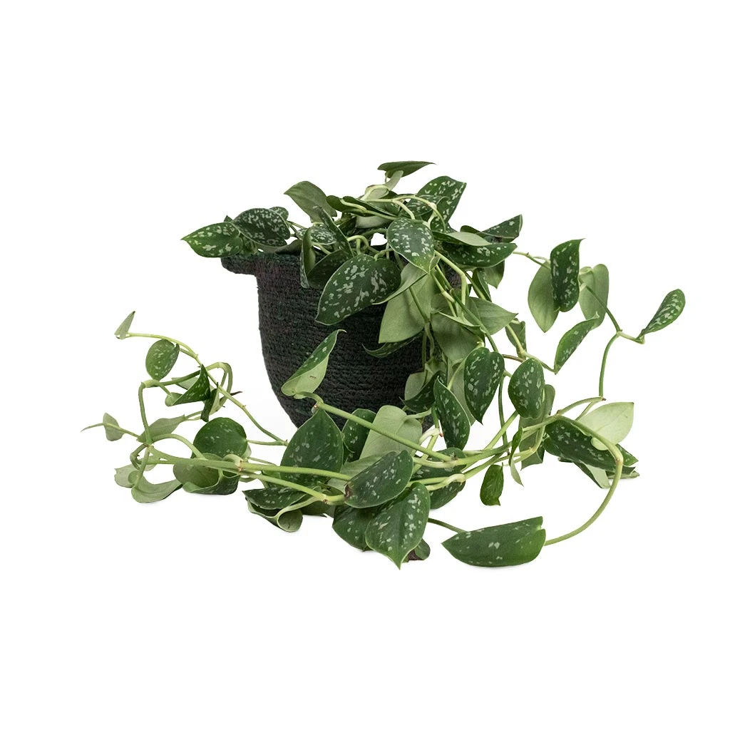 Epipremnum Pictum Argyraeus - Satin Pothos 17 Epipremnum Pictum Argyraeus - Satin Pothos - Image 15