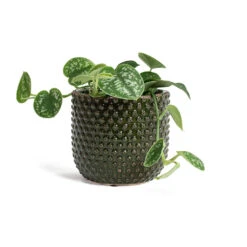 Epipremnum Pictum Argyraeus - Satin Pothos 29 Epipremnum Pictum Argyraeus - Satin Pothos -Plant potted plants Epipremnum pictum Argyraeus Satin Pothos Bolino Plant Pot Green 961292f1 f976 43de 99fe 37e563943e15