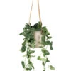 Epipremnum Pictum Argyraeus - Satin Pothos 2 Epipremnum Pictum Argyraeus - Satin Pothos -Plant potted plants Epipremnum pictum Argyraeus Satin Pothos Charlie Hanging Plant Pot Grey Washed