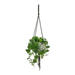 Epipremnum Pictum Argyraeus - Satin Pothos 30 Epipremnum Pictum Argyraeus - Satin Pothos -Plant potted plants Epipremnum pictum Argyraeus Satin Pothos Hans Hanging Plant Pot Light Grey 4fa2ff1f ddc6 436a 96bf 728e861893b4