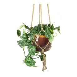 Epipremnum Pictum Argyraeus - Satin Pothos 31 Epipremnum Pictum Argyraeus - Satin Pothos -Plant potted plants Epipremnum pictum Argyraeus Satin Pothos Lara Passion Plant Pot Plant Hanger