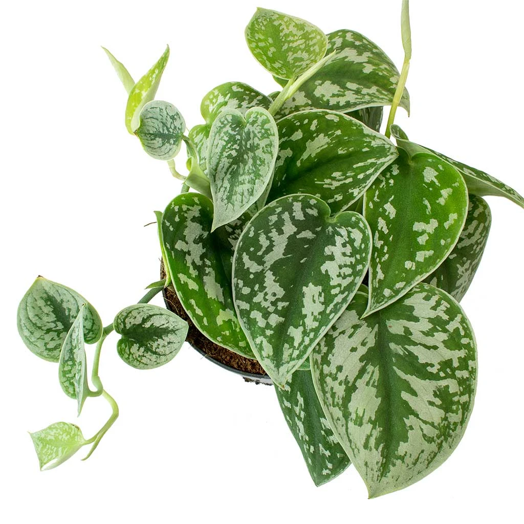 Epipremnum Pictum Argyraeus - Satin Pothos 8 Epipremnum Pictum Argyraeus - Satin Pothos - Image 6