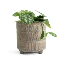 Epipremnum Pictum Argyraeus - Satin Pothos 27 Epipremnum Pictum Argyraeus - Satin Pothos -Plant potted plants Epipremnum pictum Argyraeus Satin Pothos Nola Plant Pot Shiny Earth ea48a183 25db 4b65 b7c5 87f1b8f649ac