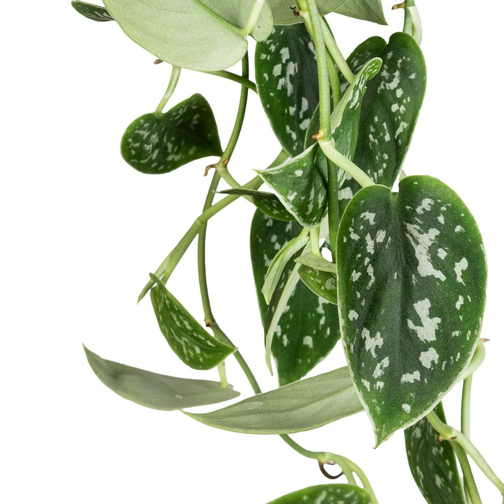 Epipremnum Pictum Argyraeus - Satin Pothos 4 Epipremnum Pictum Argyraeus - Satin Pothos - Image 2