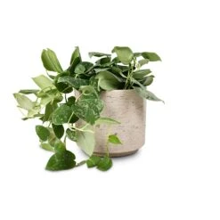 Epipremnum Pictum Silvery Ann - Satin Pothos -Plant potted plants Epipremnum pictum Silvery Ann Satin Pothos 14x35cm Novi Plant Pot Grey Washed 18x15.5cm aa7ee264 029a 46c2 886c ebe1abe1be0f