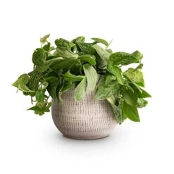 Ryan Plant Pot - White Black -Plant potted plants Epipremnum pictum Silvery Ann Satin Pothos 14x35cm Ryan Plant Pot White Black 18x16cm